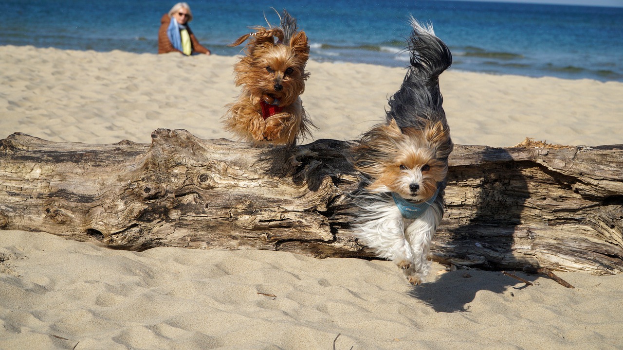 najbliža plaža za pse - gdje ima plaža za pse