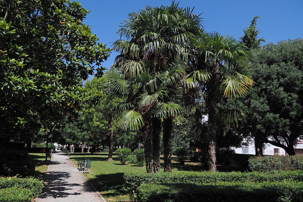 Ploče šetnja gradom palme